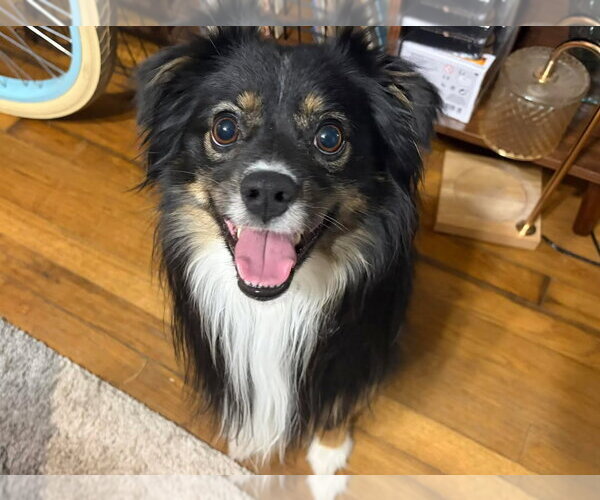 Medium Photo #2 Australian Shepherd-Unknown Mix Puppy For Sale in Grafton, WI, USA