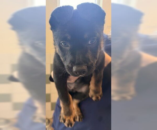 Medium Photo #1 German Shepherd Dog Puppy For Sale in Salinas, CA, USA