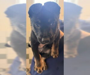 German Shepherd Dog Dogs for adoption in Salinas, CA, USA