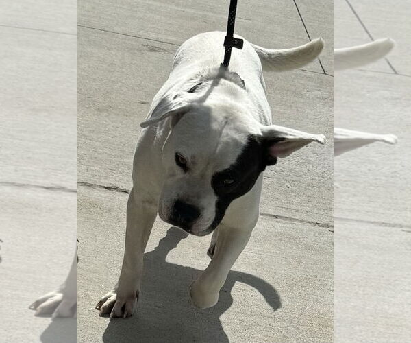 Medium Photo #11 American Pit Bull Terrier-Unknown Mix Puppy For Sale in Munford, TN, USA