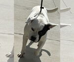 Small #10 American Pit Bull Terrier Mix
