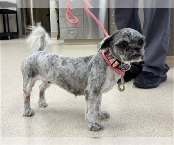 Medium Photo #1 Shih Tzu Puppy For Sale in Brighton, CO, USA