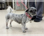 Small Shih Tzu