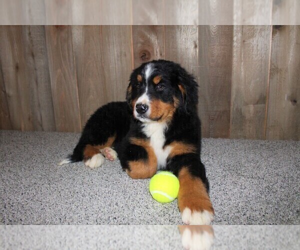 Medium Photo #5 Bernese Mountain Dog Puppy For Sale in HORN CREEK, CO, USA