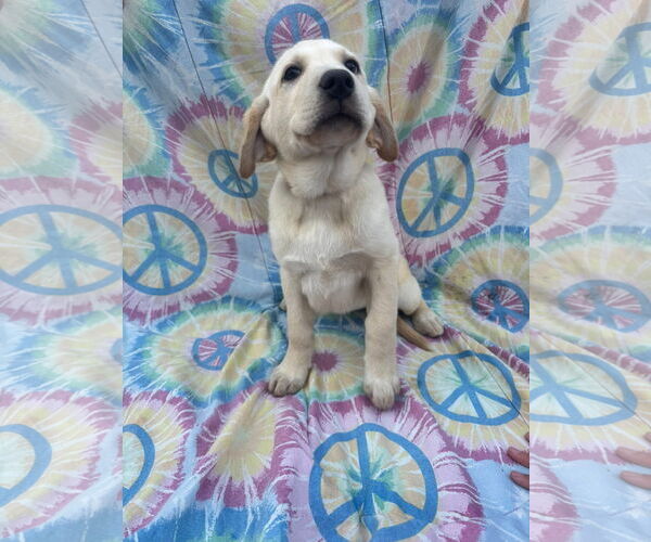 Medium Photo #4 Labrenees Puppy For Sale in New London, WI, USA