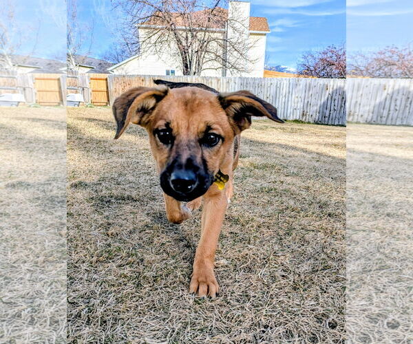 Medium Photo #2 Black Mouth Cur-Unknown Mix Puppy For Sale in Sandy, UT, USA
