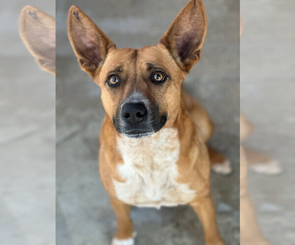 Medium Photo #4 Mutt Puppy For Sale in Oak Bluffs, MA, USA