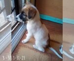 Small #17 Mutt