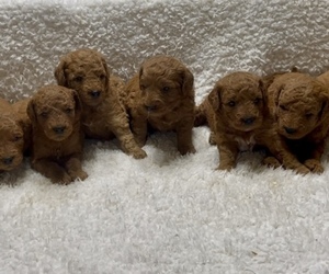 Goldendoodle (Miniature) Litter for sale in HULL, IA, USA