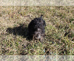 Small Photo #30 YorkiePoo Puppy For Sale in CHANUTE, KS, USA