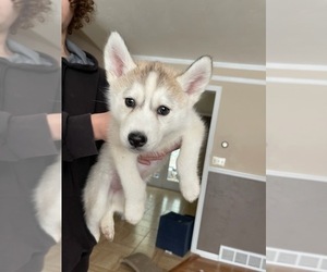 Siberian Husky Puppy for sale in AMMON, ID, USA