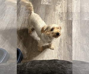 Morkie Puppy for sale in WHITE OAK, GA, USA