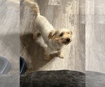 Image preview for Ad Listing. Nickname: Winnie