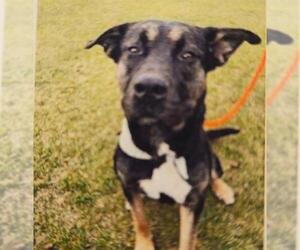Mastiff-Unknown Mix Dogs for adoption in Anchorage, AK, USA