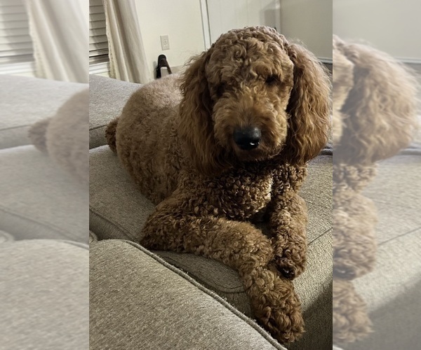 Medium Photo #1 English Cream Golden Retriever-Poodle (Standard) Mix Puppy For Sale in HONEY GROVE, TX, USA