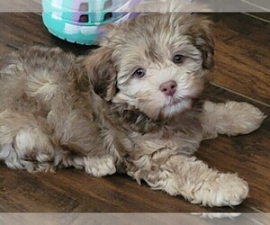 Shih-Poo Puppy for sale in DOUGLASVILLE, GA, USA