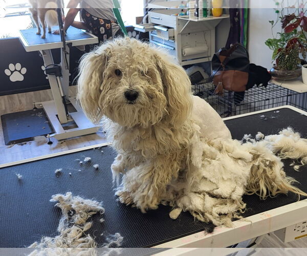 Medium Photo #8 Mutt Puppy For Sale in Sandy, UT, USA