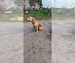 Small #1 Catahoula Leopard Dog Mix