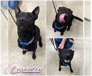 American Staffordshire Terrier-Unknown Mix Dogs for adoption in Pierceton , IN, USA