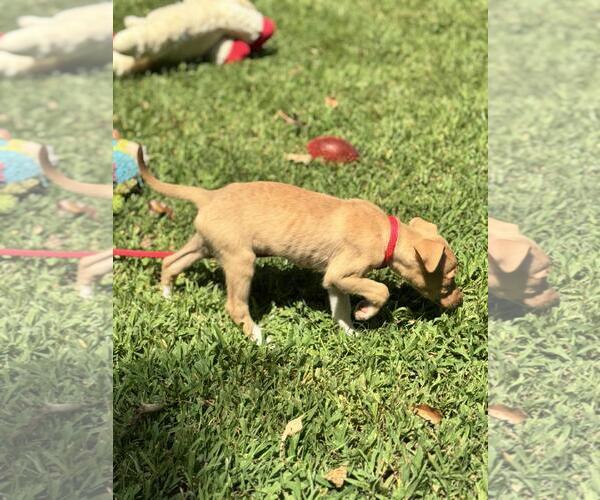 Medium Photo #3 Mutt Puppy For Sale in Yardley, PA, USA