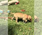 Small #2 Mutt