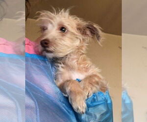 Maltese-Unknown Mix Dogs for adoption in Grafton, WI, USA