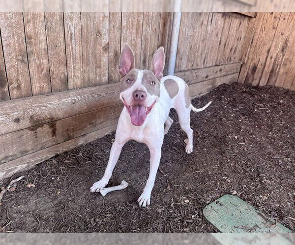 Medium Photo #3 Mutt Puppy For Sale in Plano, TX, USA