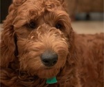 Small Photo #1 Goldendoodle Puppy For Sale in CYPRESS, TX, USA