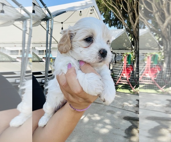 Medium Photo #3 Maltipoo Puppy For Sale in SAN BERNARDINO, CA, USA