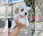 Small #2 Maltipoo