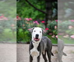 Small #1 American Pit Bull Terrier Mix