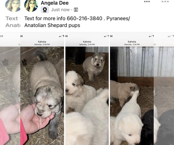 Medium Photo #1 Great Pyrenees Puppy For Sale in WYACONDA, MO, USA