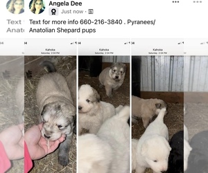 Great Pyrenees Puppy for sale in WYACONDA, MO, USA