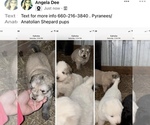 Small Photo #1 Great Pyrenees Puppy For Sale in WYACONDA, MO, USA