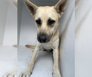 Shepradors Dogs for adoption in Houston, TX, USA