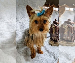 Father of the Yorkshire Terrier puppies born on 05/14/2025