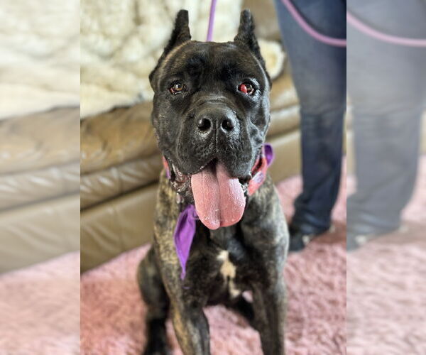 Medium Photo #3 Mutt Puppy For Sale in Goodyear, AZ, USA