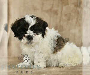 ShihPoo Puppy for sale in GORDONVILLE, PA, USA