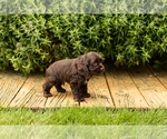 Small #28 Cocker Spaniel