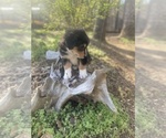Small Photo #29 Australian Shepherd Puppy For Sale in FARMVILLE, VA, USA