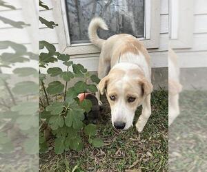 Great Pyrenees-Huskies Mix Dogs for adoption in San Antonio, TX, USA