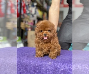 Poodle (Toy) Puppy for sale in Ha Dong, Ha Noi, Vietnam