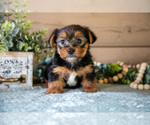 Puppy Finley Yorkshire Terrier