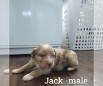 Puppy Jack Miniature Australian Shepherd