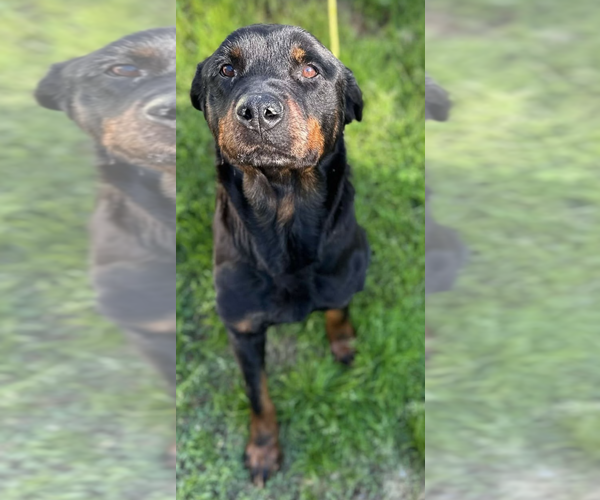 Medium Photo #5 Rottweiler Puppy For Sale in Hillsboro, NH, USA