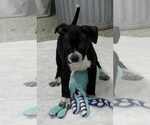 Small #3 American Boston Bull Terrier