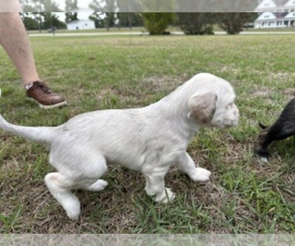 Medium Photo #2 Afghan Hound Puppy For Sale in VIDALIA, GA, USA