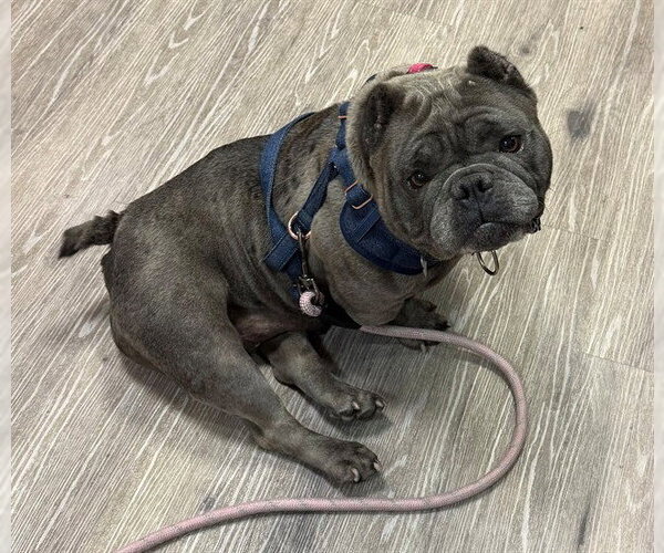Medium Photo #1 Bulldog-Unknown Mix Puppy For Sale in Martinez, CA, USA