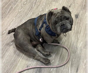 Bulldog-Unknown Mix Dogs for adoption in Martinez, CA, USA