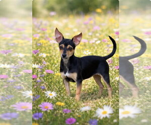 Chihuahua-Unknown Mix Dogs for adoption in Rockaway, NJ, USA